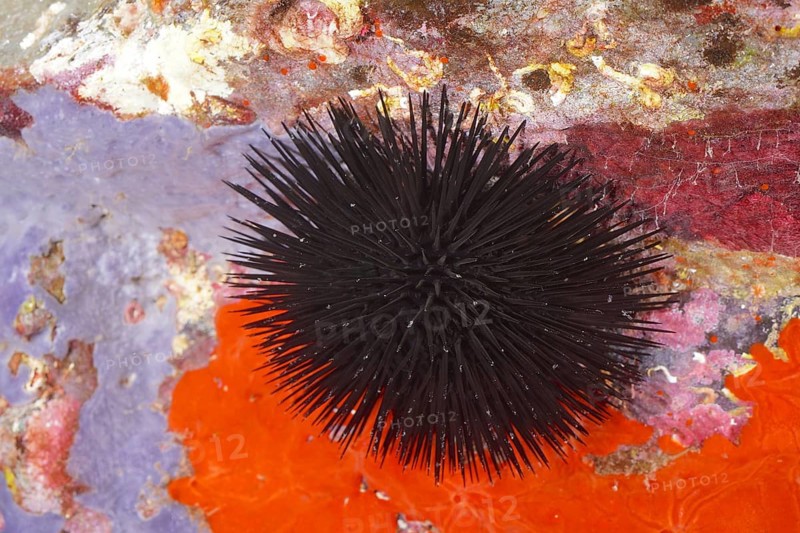 Black sea urchin (Arbacia lixula) in the Mediterranean near Hyères. Dive site Giens Peninsula, Côte dAzur, France, Europe