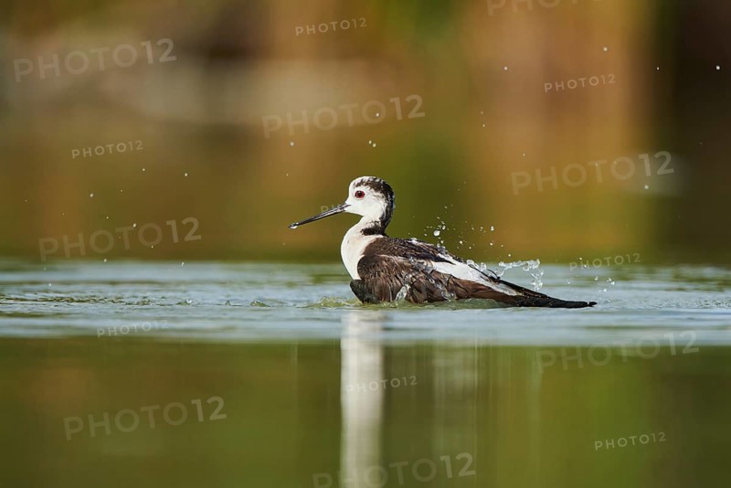 Black-winged stilt (Himantopus himantopus) standing in the water cleaning ists feathers, Camargue, France, Europe