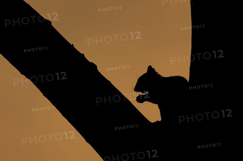 Grey squirrel (Sciurus carolinensis) adult animal in a tree at sunset, Suffolk, England, United Kingdom, Europe