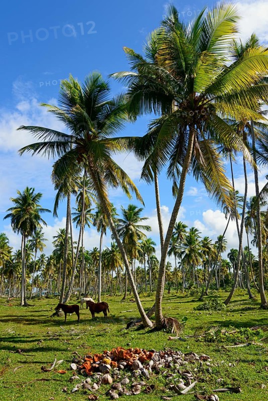 Two horses grazing in a meadow under palm trees next to scattered woods, Limon beach, El Limón, El Seibo, Dominican Republic, Hispaniola, Caribbean, America, Central America