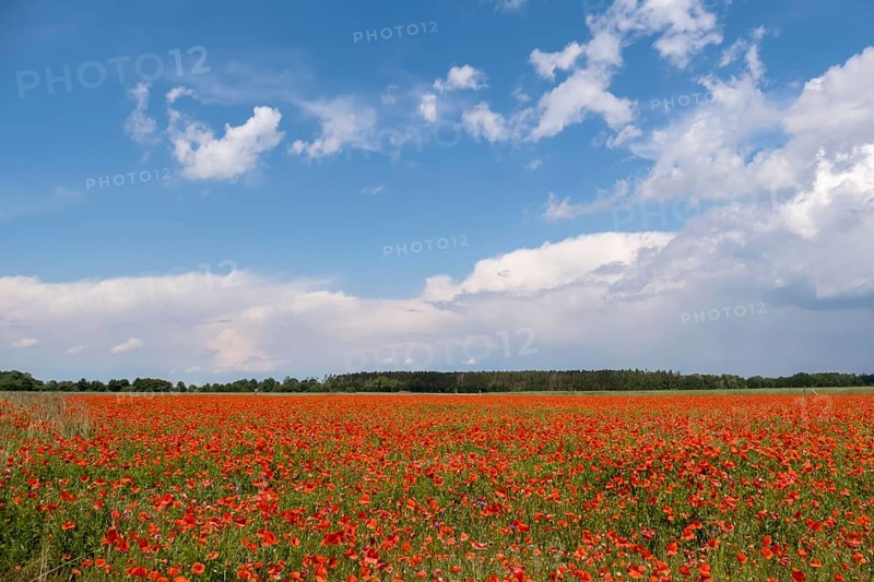 Blooming field of poppy flowers (Papaver rhoeas), Havelland, Brandenburg, Germany, Europe
