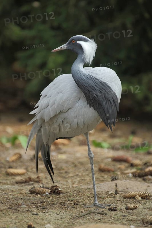 Paradise crane (Grus paradisea), standing on one leg, crane birds, cranes (Gruidae), crane, Gruiformes, bird, animal, vertebrate, captive