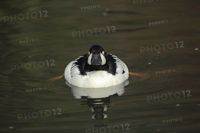 Common Goldeneye (Bucephala clangula), male, swimming, feet, frontal, diving ducks, diving duck, Aythyinae, duck birds (Anatidae), duck bird, goose birds, water birds (Anseriformes), waterfowl, goose bird, bird, animal, vertebrate, captive