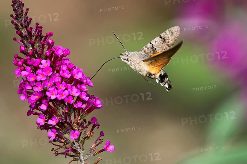 Hummingbird hawk-moth (Macroglossum stellatarum), flying, sucking nectar on flower of butterfly-bush (Buddleja davidii), Hesse, Germany, Europe
