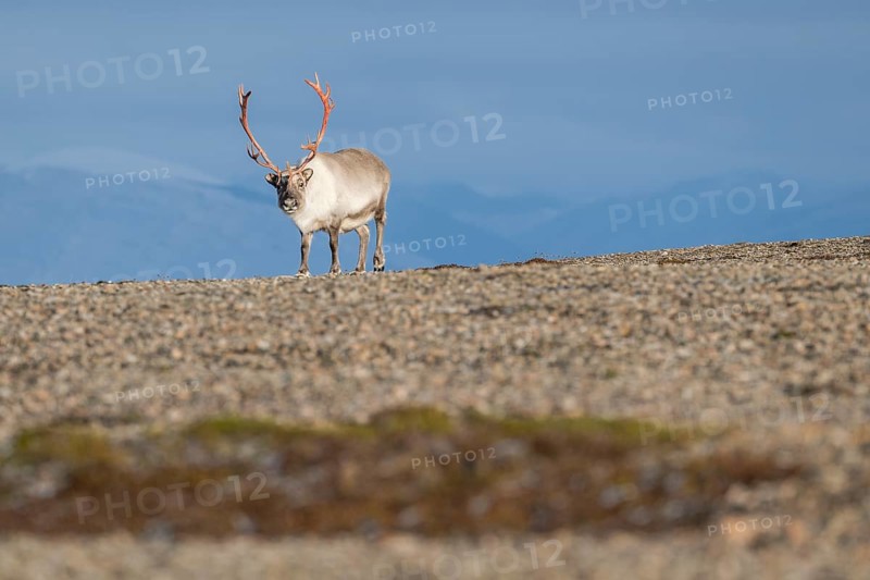 Svalbard Reindeer (Rangifer tarandus platyrhynchus), male, bull with blood-red antlers, tundra in autumn, Kapp Wijk, Svalbard, Norway, Europe