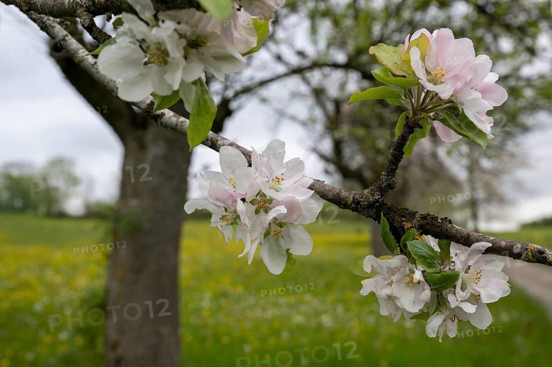 Fruit tree blossom, Wiesensteig, Swabian Alb, Baden-Württemberg, Germany, Europe