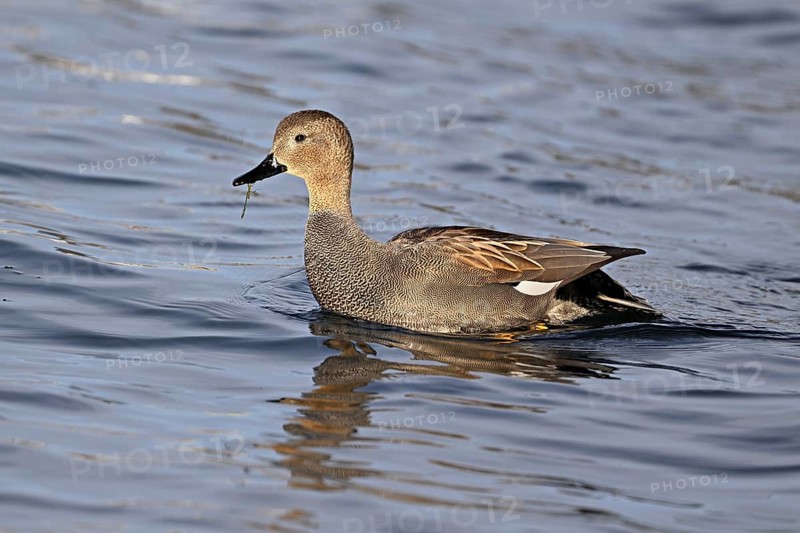 Adult gadwall (Mareca strepera), male swimming on Lake Zug, Switzerland, Europe