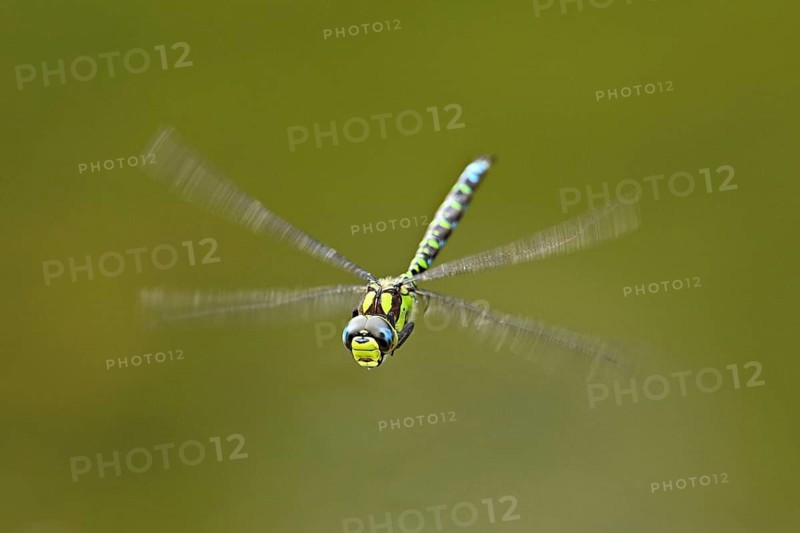 Emperor dragonfly (Anax imperator), in flight, Selger Moor, Canton Zurich, Switzerland, Europe
