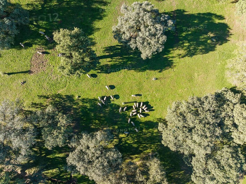 Grazing pigs and holm oaks (Quercus ilex) in the Sierra de Aracena, aerial view, drone shot, Huelva province, Andalusia, Spain, Europe
