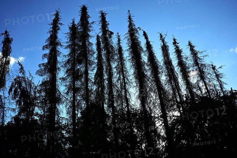Forest damage in the Sauerland region has caused about 40 % of the spruce population, especially in monocultures. The picture shows forest damage in May 2020.dried out spruces in the garden, Germany, Europe