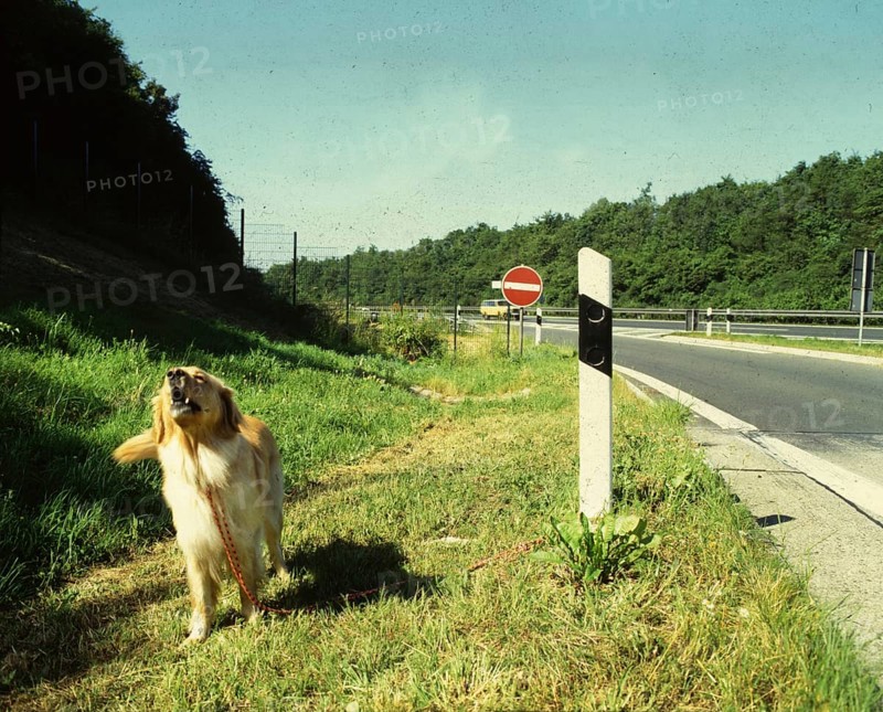 DEU, Germany: The historical colour photos from the times of the 70s show events and persons from politics, culture, trade unions, working life, medicine, etc. Autobahn. Symbolic photo of abandoned dog. 70s