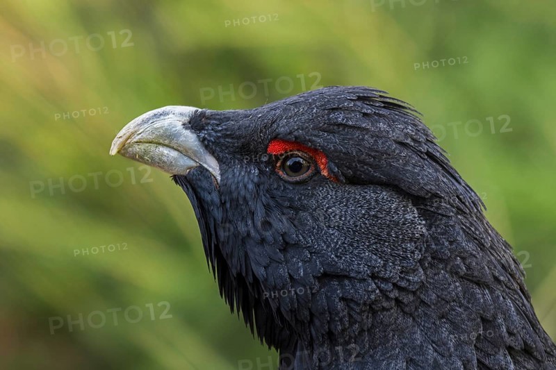 Western capercaillie (Tetrao urogallus), Eurasian capercaillie, wood grouse male, cock, close-up of head