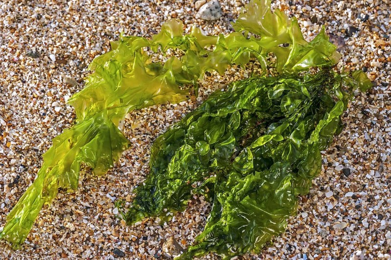 Gutweed, grass kelp (Enteromorpha intestinalis) (Ulva intestinalis) green alga washed ashore on rock along the coast
