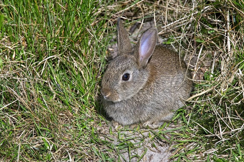 Young European rabbit (Oryctolagus cuniculus) in front of burrow entrance, Germany, Europe