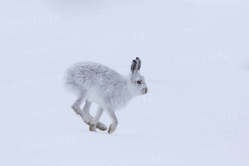Mountain hare (Lepus timidus), Alpine hare, snow hare in winter pelage running in the snow, Cairngorms National Park, Scotland, UK