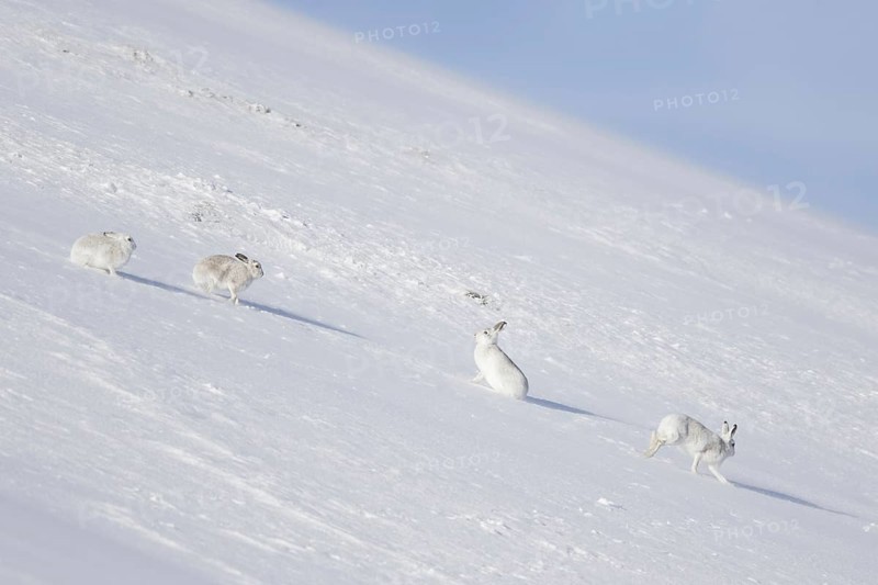 Four mountain hares (Lepus timidus), Alpine hare, snow hare group in white winter pelage sitting in the snow