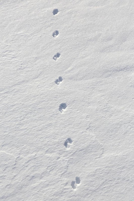 Close-up of footprints from stoat, short-tailed weasel (Mustela erminea), ermine in the snow in winter
