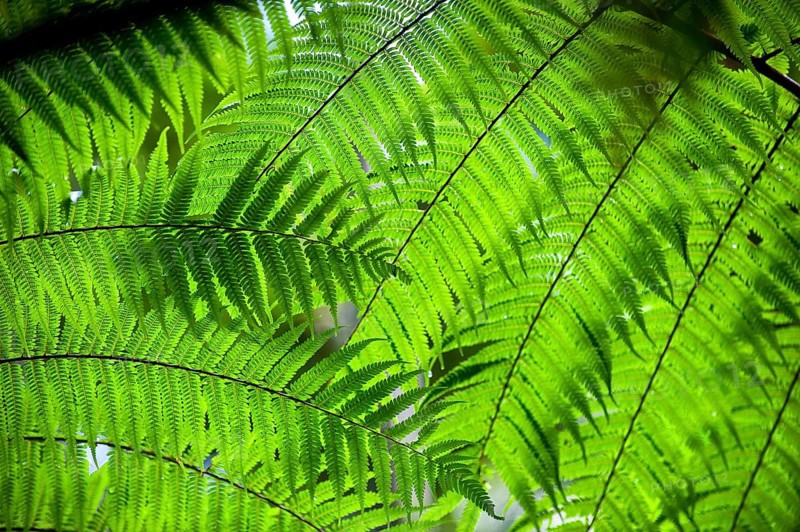 Australian tree fern (Cyathea australis) play of light, sun, see-through, transparent, transparency, nature, green, rainforest, climate, Australia, Oceania