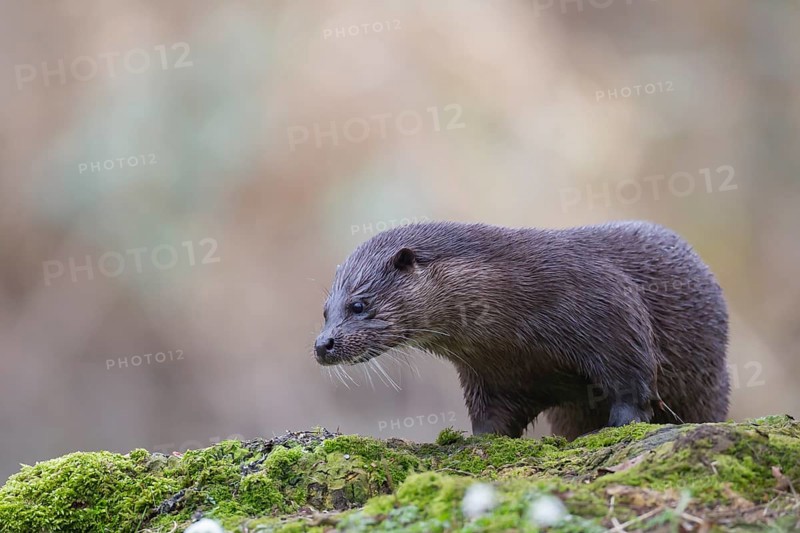 European otter (Lutra lutra) adult animal on a river bank, Norfolk, England, United Kingdom, Europe