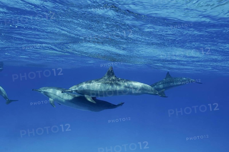 School, group of spinner dolphin (Stenella longirostris), spinner dolphin, spinner dolphin, dive site Sataya Reef, Dolphin House, Red Sea, Egypt, Africa