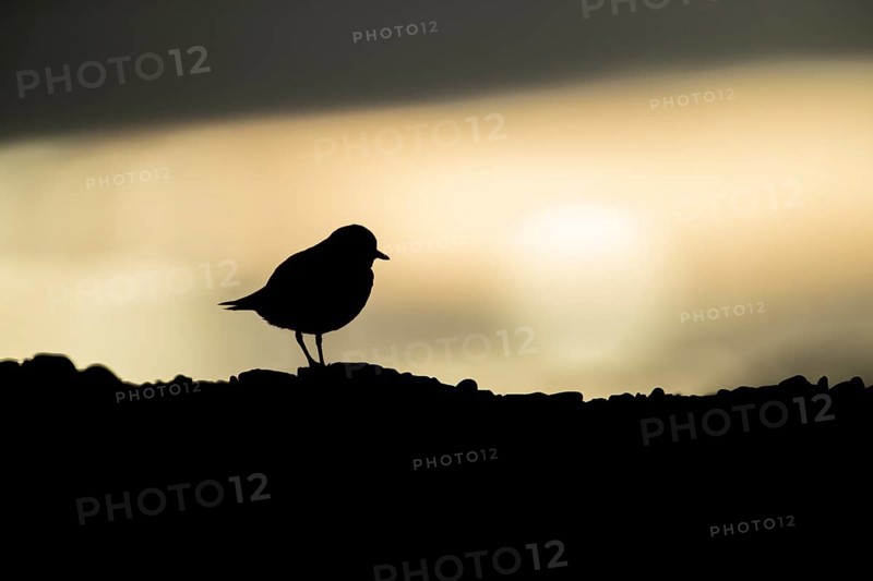 Ringed plover (Charadrius hiaticula) adult bird on a beach at sunset, Suffolk, England, United Kingdom, Europe