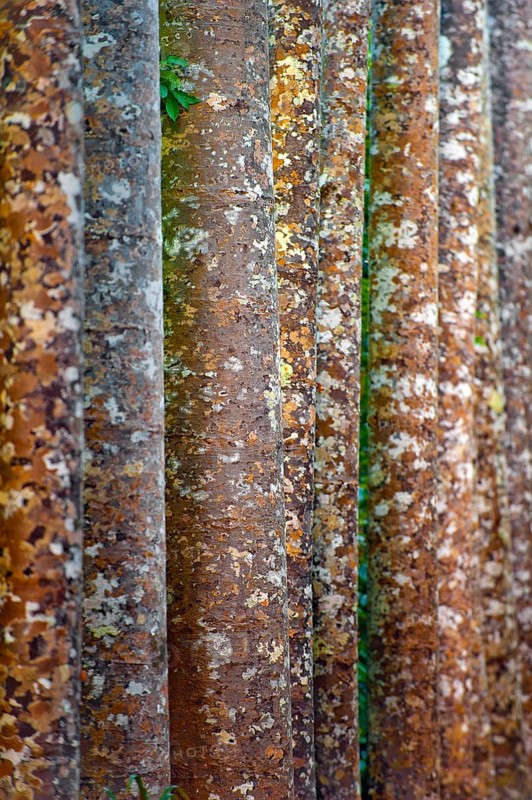 Camouflage pattern of kauri (Agathis australis), rainforest, forest, tree, tropics, tropical, Paronella Park, Innisfail, Queensland, Australia, Oceania