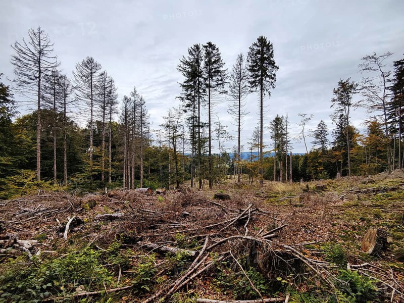 Cleared clearing in the Hunsrück-Hochwald National Park, Kempfeld, Hunsrück, Rhineland-Palatinate, Germany, Europe