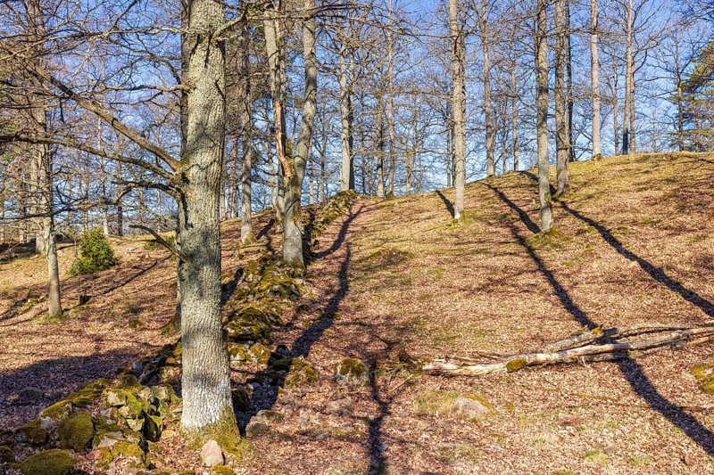 Deciduous forest hill with leafless trees a beautiful sunny spring day