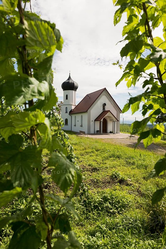 Chapel and hop gardens, hop growing, hop plantation, St George's Chapel, St George's Chapel, Dietmannsweiler, near Tettnang, Upper Swabia, Lake Constance, Baden-Württemberg, Germany, Europe