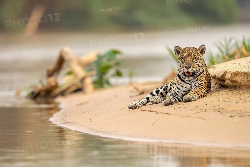 Jaguar (Panthera onca), lying in the sand on the bank, North Pantanal, Barão de Melgaço, Joselândia, Mato Grosso, Brazil, South America