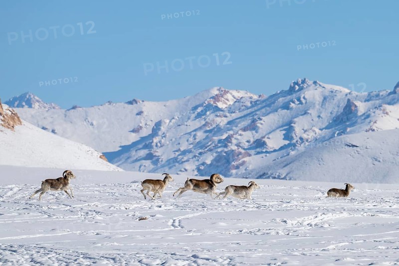 Marco Polo sheep (Ovis ammon polii) in snowy habitat, Pamir-Argali, Pamir wild sheep, Pamir plateau, Gorno-Badakhshan province, Tajikistan, Central Asia, Asia