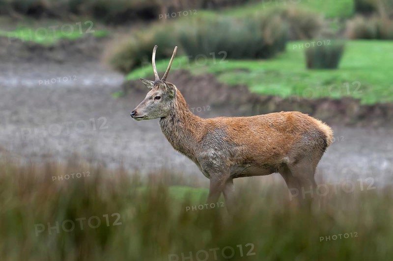 Red deer (Cervus elaphus) brocket, young second year stag with simple, unbranched antlers in grassland in autumn, fall
