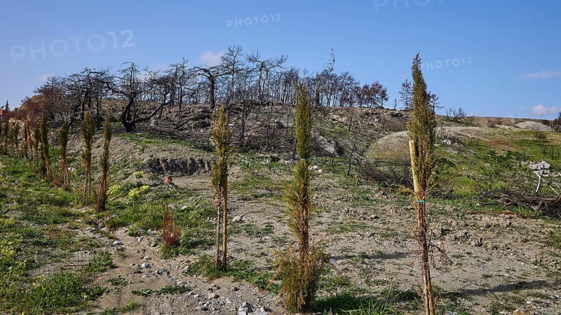 New plants sprout on a landscape of charred tree remains under a sunny sky, forest fires, summer 2023, forest fire damage, above Kiotari, Rhodes, Dodecanese, Greek Islands, Greece, Europe