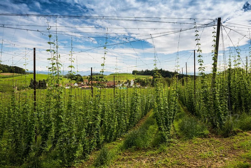 Village and hop gardens, hop growing, hop plantation, Neukirch, near Tettnang, behind the Swiss Alps, Upper Swabia, Lake Constance, Baden-Württemberg, Germany, Europe