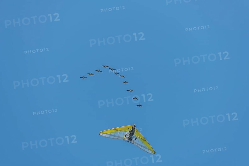 Microlight aircraft with birds, Canada goose (Branta canadensis) following a paramotor. Bas rhin Alsace, France, Europe
