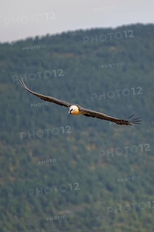 Bearded Vulture (Gypaetus barbatus) adult bird in flight with mountains in the backround, Pyrenees, Lleida, Spain, Europe