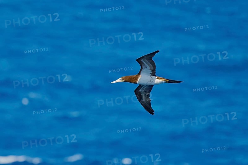 White-bellied booby in flight (Sula leucogaster) Caribbean