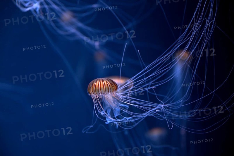 Japanese sea nettle (Chrysaora pacifica) in a tank of the Bang Saen Aquarium, Chonburi Province, Thailand, Asia