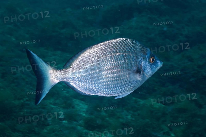 A silvery fish, Pinniped (Diplodus puntazzo), swimming alone in open water, dive site Cap de Creus Marine Reserve, Rosas, Costa Brava, Spain, Mediterranean Sea, Europe