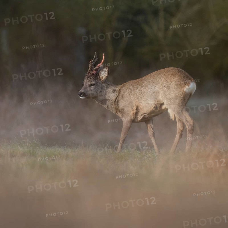 Roe deer (Capreolus capreolus), roe buck in winter coat, winter cover, one antler rod in the bast, one rod freshly swept still red from blood, no injury normal process, wildlife, Thuringia, Germany, Europe