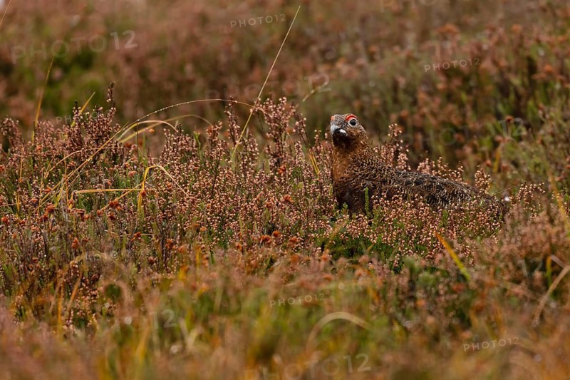Red Grouse (Lagopus lagopus scotica) in the Highlands