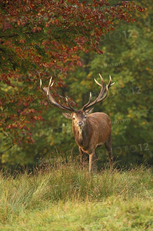 Red deer (Cervus elaphus) Red deer during the rut, Allgäu, Bavaria, Germany, Allgäu, Bavaria, Germany, Europe