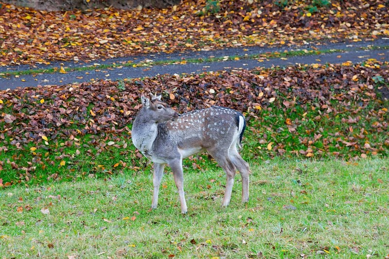 A deer stands in a green meadow, surrounded by fallen autumn leaves, Central Bohemia, Czech Republic, Europe
