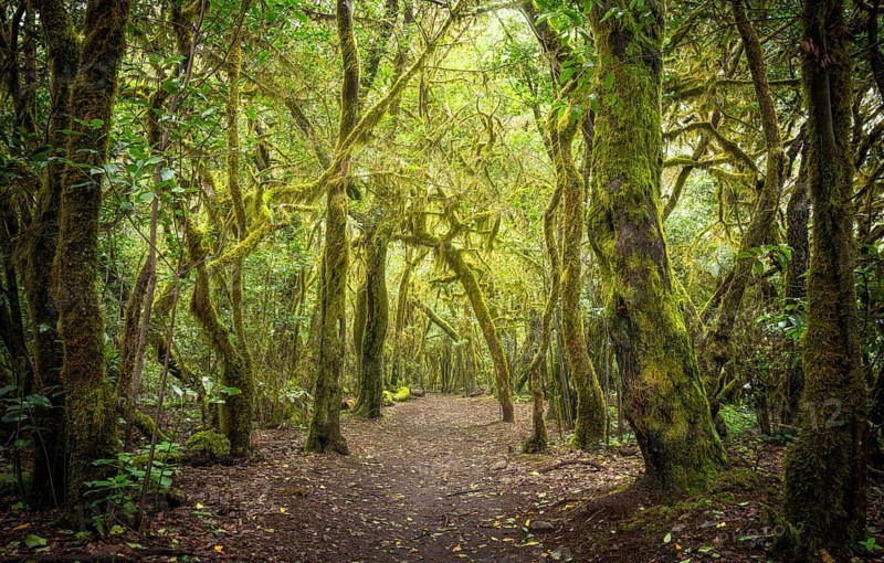 Hiking trail in the laurel forest. Trees with moss and lichen. Garajonay National Park, La Gomera, Canary Islands, Spain, Europe