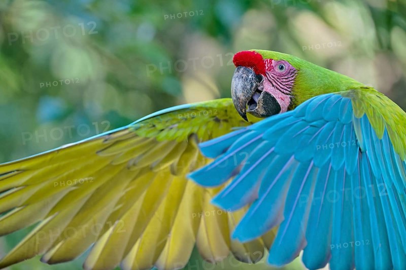 Great green macaw in flight (Ara ambiguus) Costa Rica