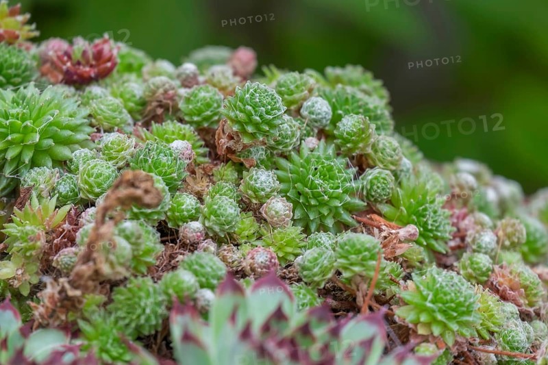 Spiderweb houseleek (Sempervivum arachnoideum