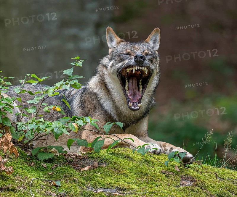 Wolf (Canis lupus) lying on a moss-covered rock and yawning, teeth visible captive, Bavarian Forest National Park, Bavaria, Germany, Europe