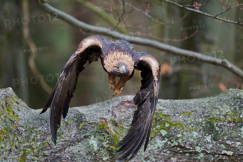 Golden eagle in flight (Aquila chrysaetos) Bavaria, Germany, Europe