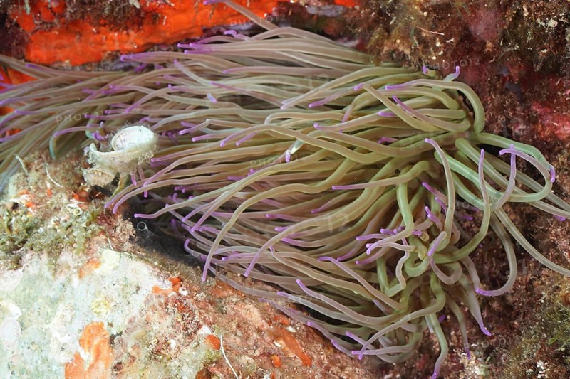Underwater image of a wax rose (Anemonia sulcata) with purple tips on the reef, dive site Cap de Creus Marine Reserve, Rosas, Costa Brava, Spain, Mediterranean Sea, Europe
