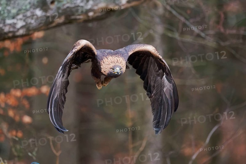 Golden eagle in flight (Aquila chrysaetos) Bavaria, Germany, Europe